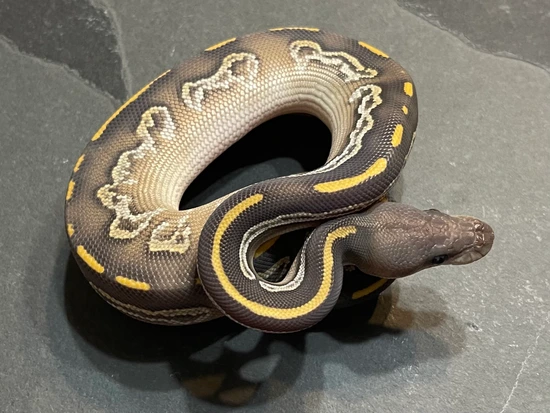 Blackhead Huffman Ball Python Hypo Blackhead Huffman Mojave Ball Python by Mad Mac Pythons