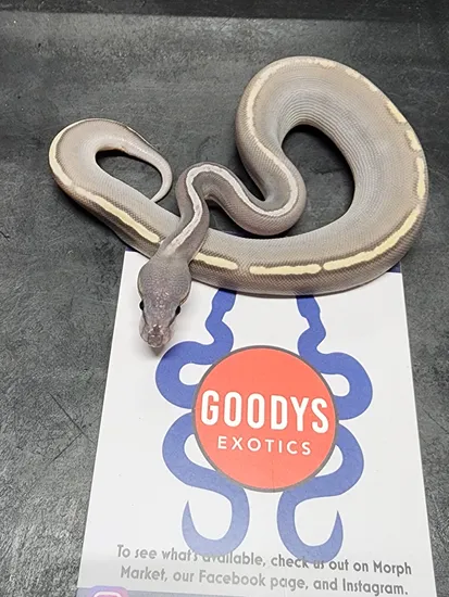 Blackhead GHI Mojave Pastel Hypo Pos Rg Rng Ball Python by Goodys Exotics