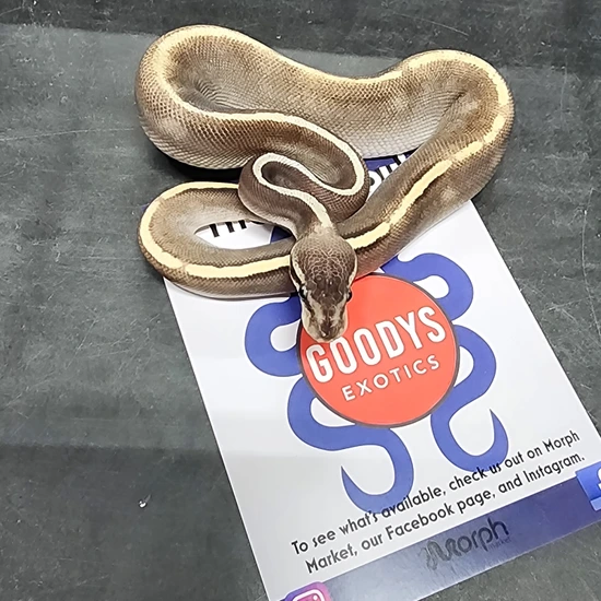Pastave GHi Blackhead Het Hypo Poss Rg Rng Ball Python by Goodys Exotics
