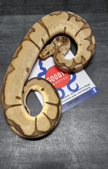 Chocolate Spider Clown Poss Fire Ball Python by Goodys Exotics