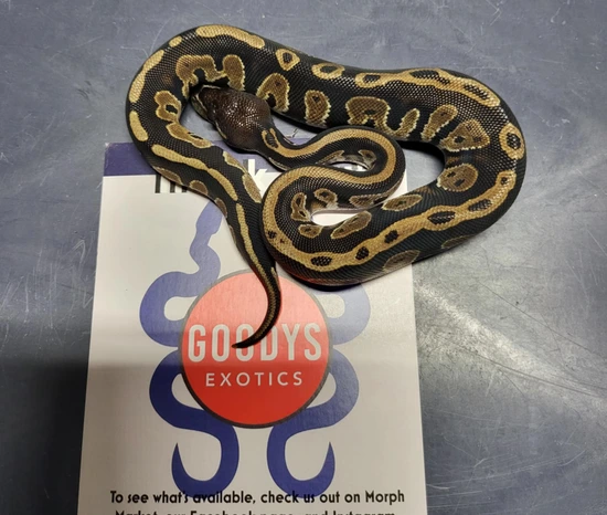 Blackhead Red Gene Pos DH Hypo Clown1 Ball Python by Goodys Exotics