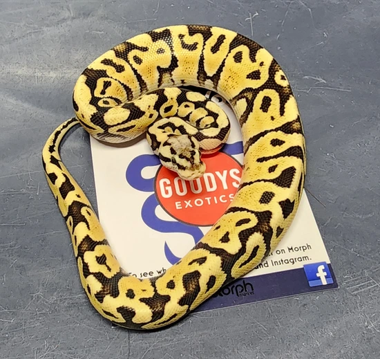 Super Lemon/Citrus Pastel Vanilla Or Fire Pos Het Cryptic #2 Ball ...