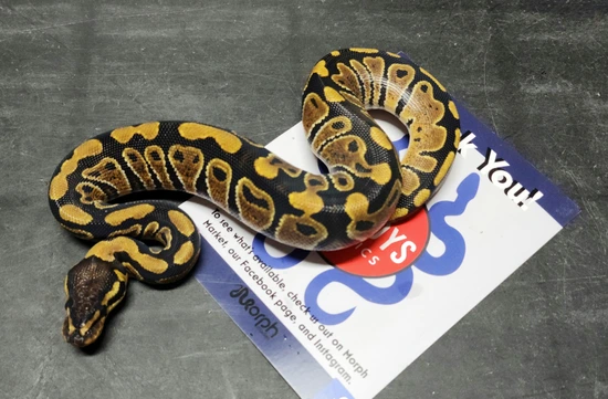 Lace Het Clown Ball Python by Goodys Exotics