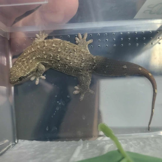 Glecko Fish UNSEXED Fish Scale Geckos - Geckolepis Maculata More Gecko by Goodys ...