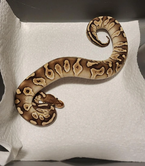 Chocolate Lesser Specter Het Clown Ball Python by Goodys Exotics