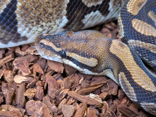 Male Normal 100% Het Pied Ball Python by Wild Cargo