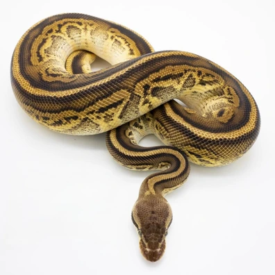 *VERONA* Bongo Leopard Het Clown Ball Python - male for sale from WILD_S4VE