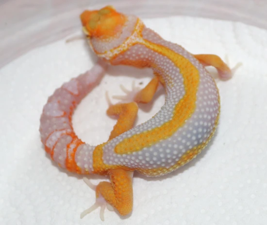Atomic Joker Tremper Leopard Gecko by Wildcard Geckos
