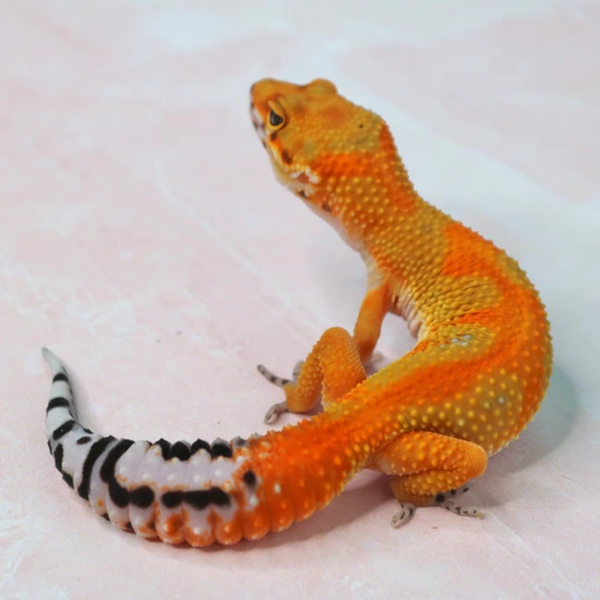 Atomic Joker Clown G Leopard Gecko by Wildcard Geckos