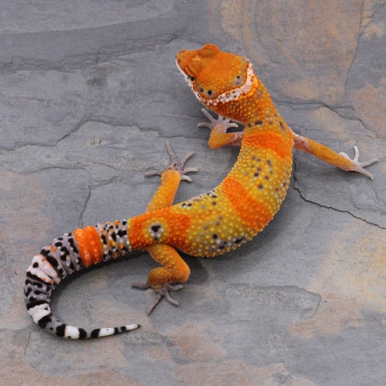 Blood Joker: Atomic Lines Leopard Gecko by Wildcard Geckos