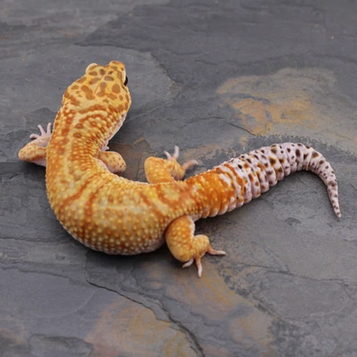 Tangerine Cross Leopard Geckos by Wildcard Geckos - MorphMarket
