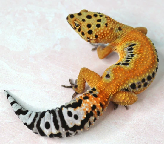 🔥 2023 Fire Joker Female – Atomic Tangerine Lines 🔥 Leopard Gecko by ...