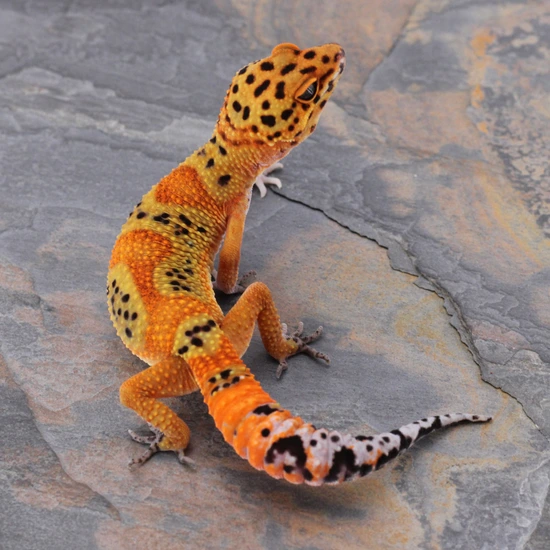 EJAY: 💚🔥 Atomic Joker × Blood Tangerine – Series JK02-1 🔥💚 Leopard ...