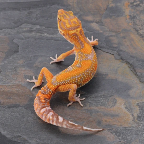 🎭 Atomic Joker メ Blood Tang Tremper 🍊 Leopard Gecko by Wildcard Geckos