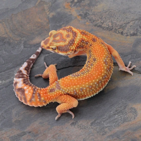 🎭 Atomic Joker メ Blood Tang Tremper 🍊 Leopard Gecko by Wildcard Geckos