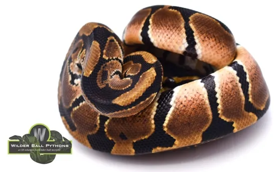 Normal Ball Python by Wilder Ball Pythons