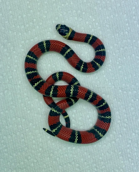 '24 Black Milk Snake Male by Wilder Reptiles