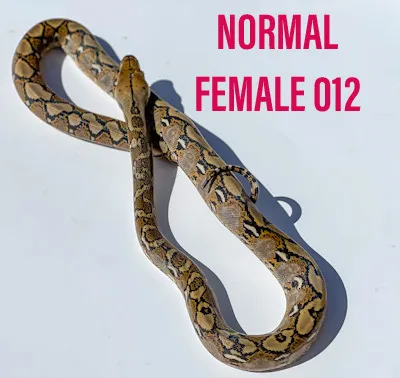 Normal Reticulated Python by WildFire Retics