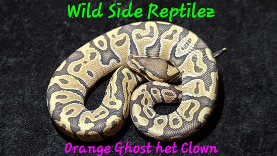 Orange Ghost Het Clown Ball Python by Wild Side Reptilez