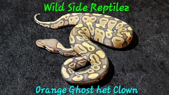 Orange Ghost Het Clown Ball Python by Wild Side Reptilez