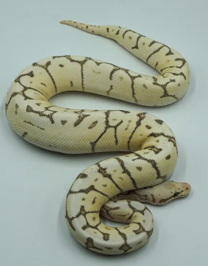 Lemonback Ball Python Morph Killer Bee Lemonback Pos GHI Yellow Belly Ball Python by Wild Things ...