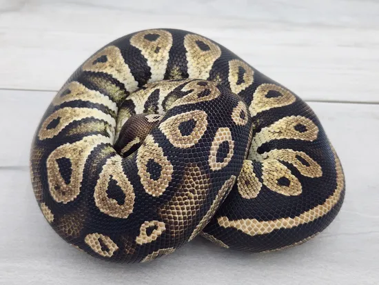 Pastel Blackhead Ball Python by Coastal Georgia Exotics