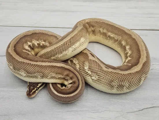 Pastel Butter Leopard Calico Ball Python by Coastal Georgia Exotics