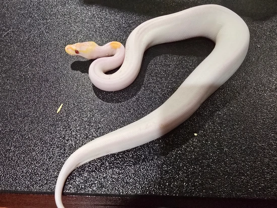 Black Magic Python Black Magic Dreamsicle Ball Python by C&C Python Factory