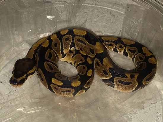 Het Sunset Ball Python by Extraordinary Ectotherms