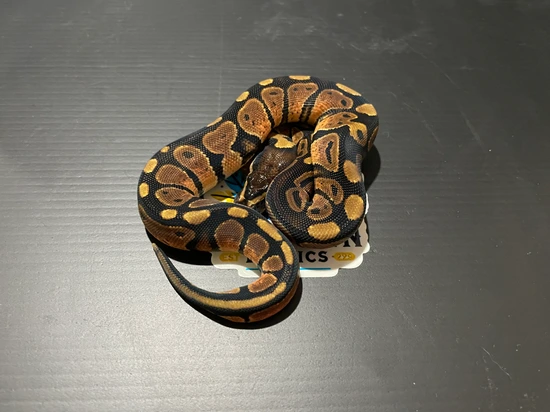 Normal Ball Python by Owl Town Exotics