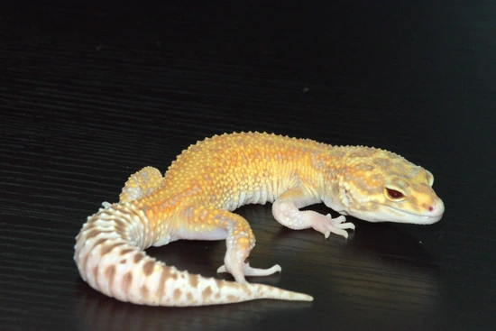 Snow Raptor Leopard Gecko by Will.iam Exotics