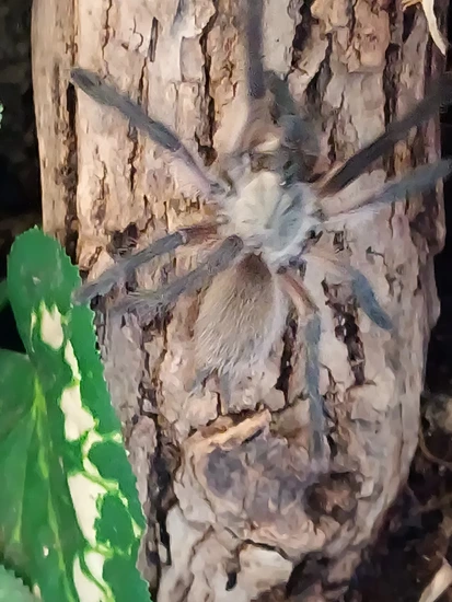 Balfouri Communal Tarantula by Neurotic Exotics/ willspiders68