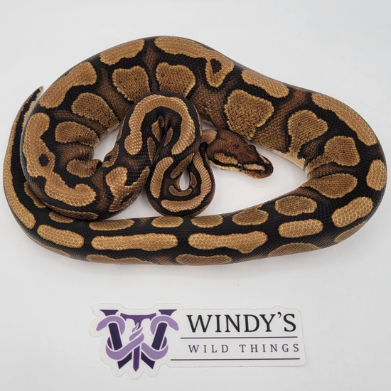 Red Stripe Yellow Belly Ball Python by Windy's Wild Things