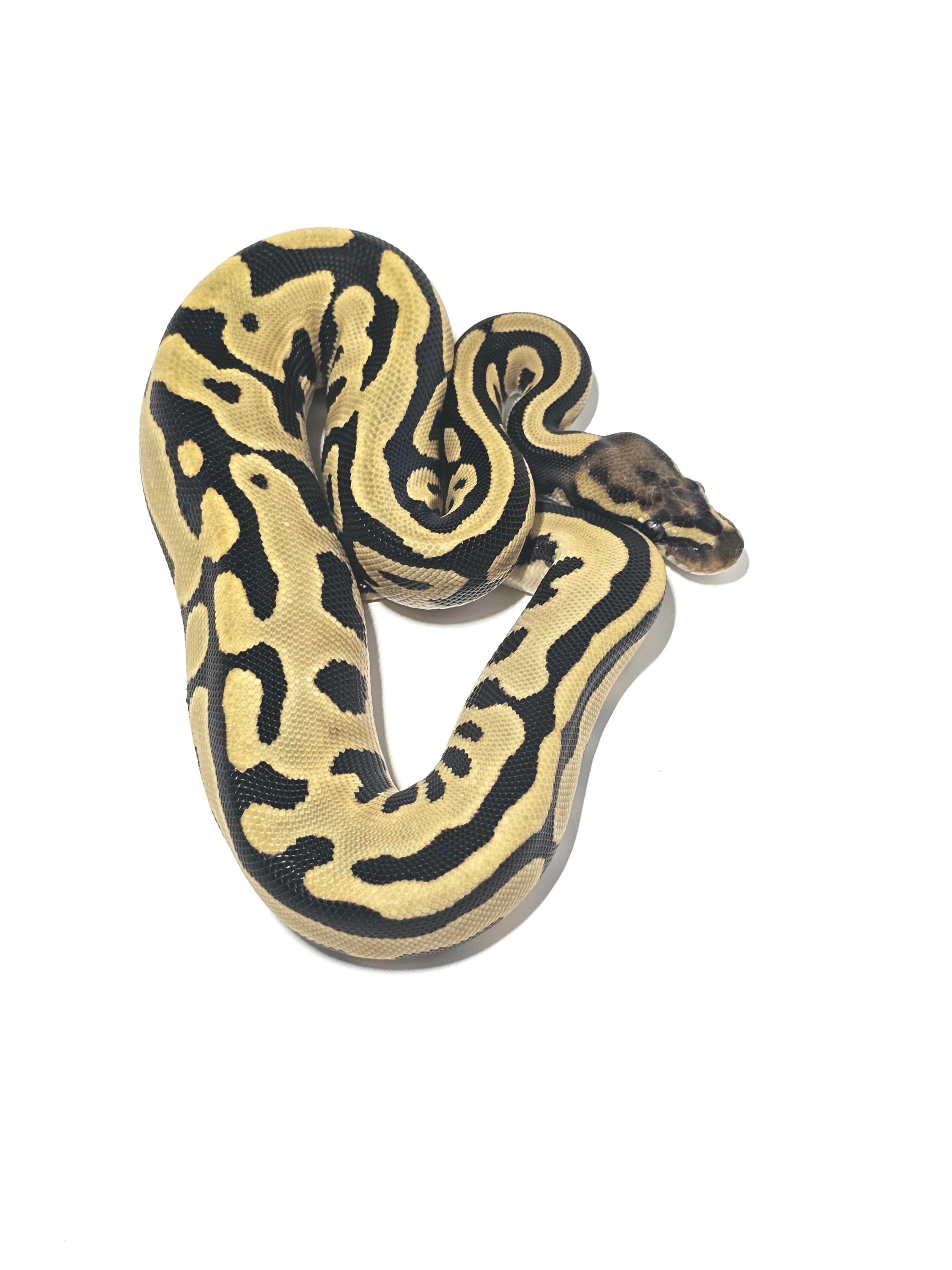 Super Leopard OD DG Pos Super OD 66% Het Pied Ball Pythons by Wish
