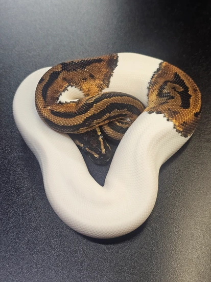 Leopard Pied Ball Python by Wish List Morphs