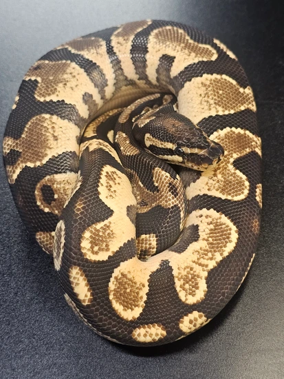 High OD Het Pied Ball Python by Wish List Morphs