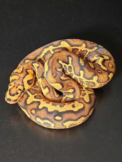 RK Line Asphalt Freeway Clown Ball Python by Wish List Morphs