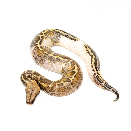 Piebald 50% Het T+ Albino Blood Python by Snake Barn