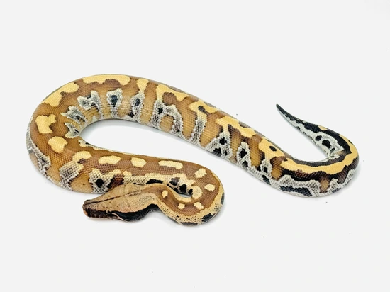 Dbl Het T+ Albino PIED Blood Python by Snake Barn