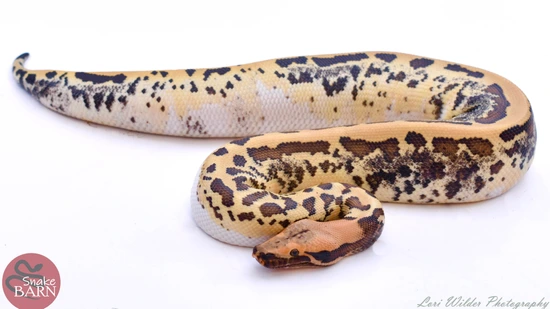 Golden Eye Pied 50% Het T+ Albino Blood Python by Snake Barn
