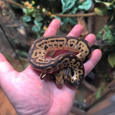 Bongo Leopard Clown Ball Python - male for sale from WK Reptiles