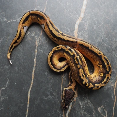 Pastel Piebald Ball Python - male for sale from WK Reptiles