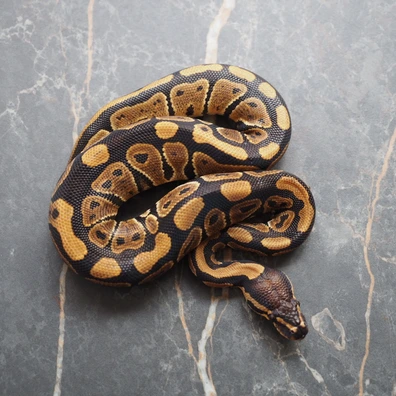 Nr Mandarin 100% Het Clown 50% Het Hypo Ball Python - male for sale from WK Reptiles