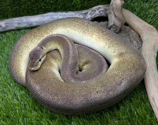 Pewter G-Stripe Ball Python by Cleidoic Enterprises