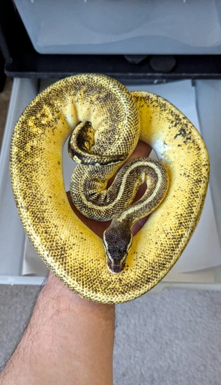 Blackhead Sugar Yellow Belly Red Gene Pastel Ball Python by 46and2Reptiles