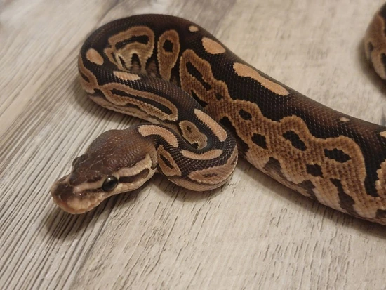 Cinnamon Ball Python by Cold Blooded Kidz