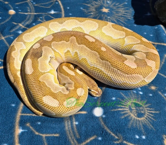 Cinnamon Butter Enchi Het Ultramel (Sahara) Ball Python by The Serpent ...