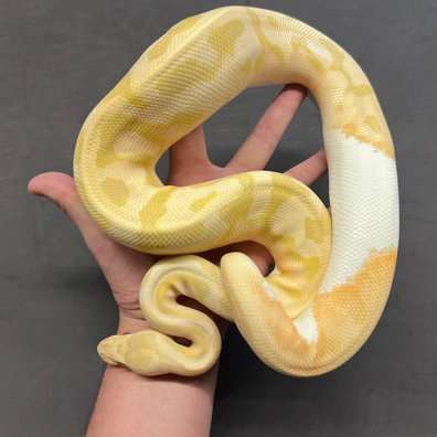 Trio Of Ball Python Auction. Ball Python - male for sale from Wolves Balls