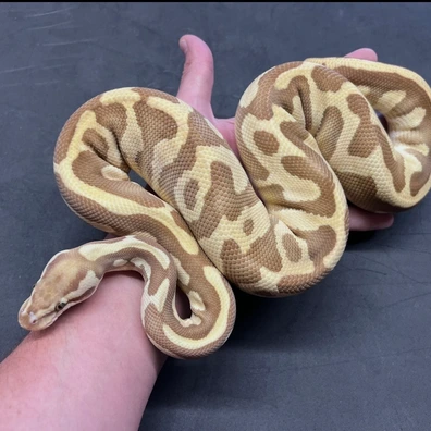 Pastel Leopard Lesser Monarch Ball Python - female for sale from Wolves Balls