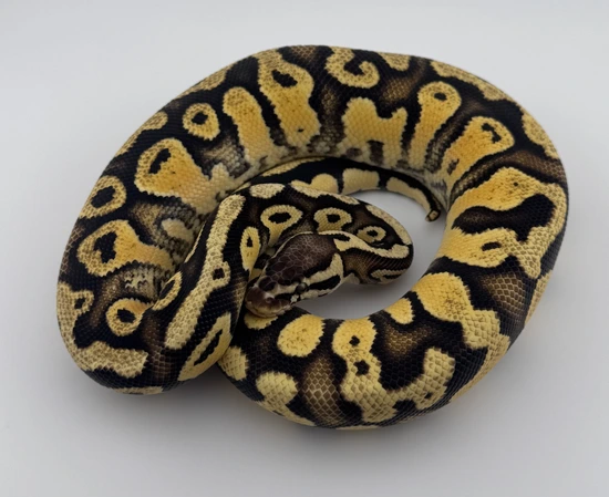 Pastel Asphalt Het Sunset Ball Python by Just Incrediballs